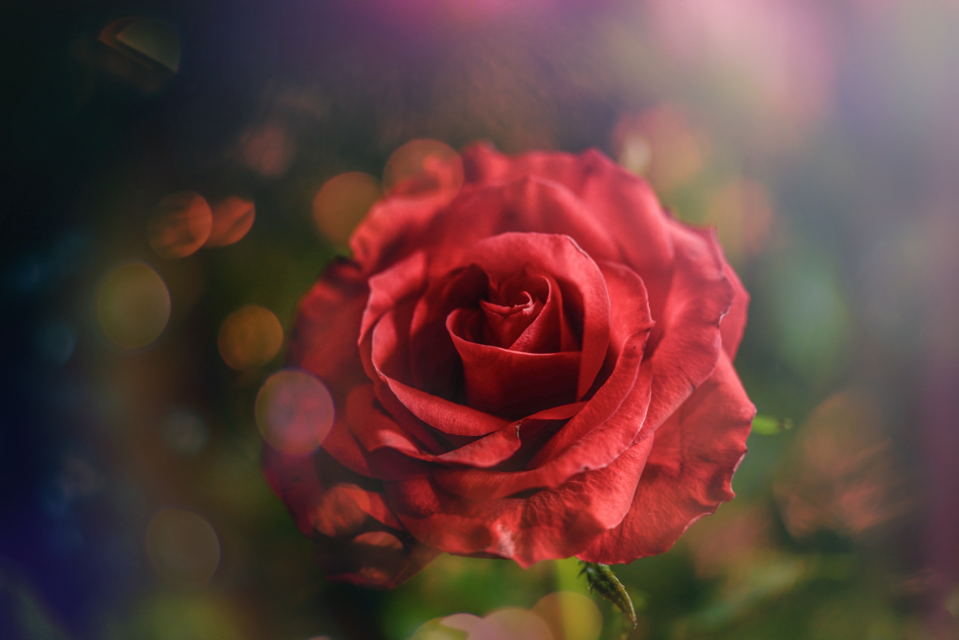 Beautiful Wallpaper Red Rose - HD Wallpaper 