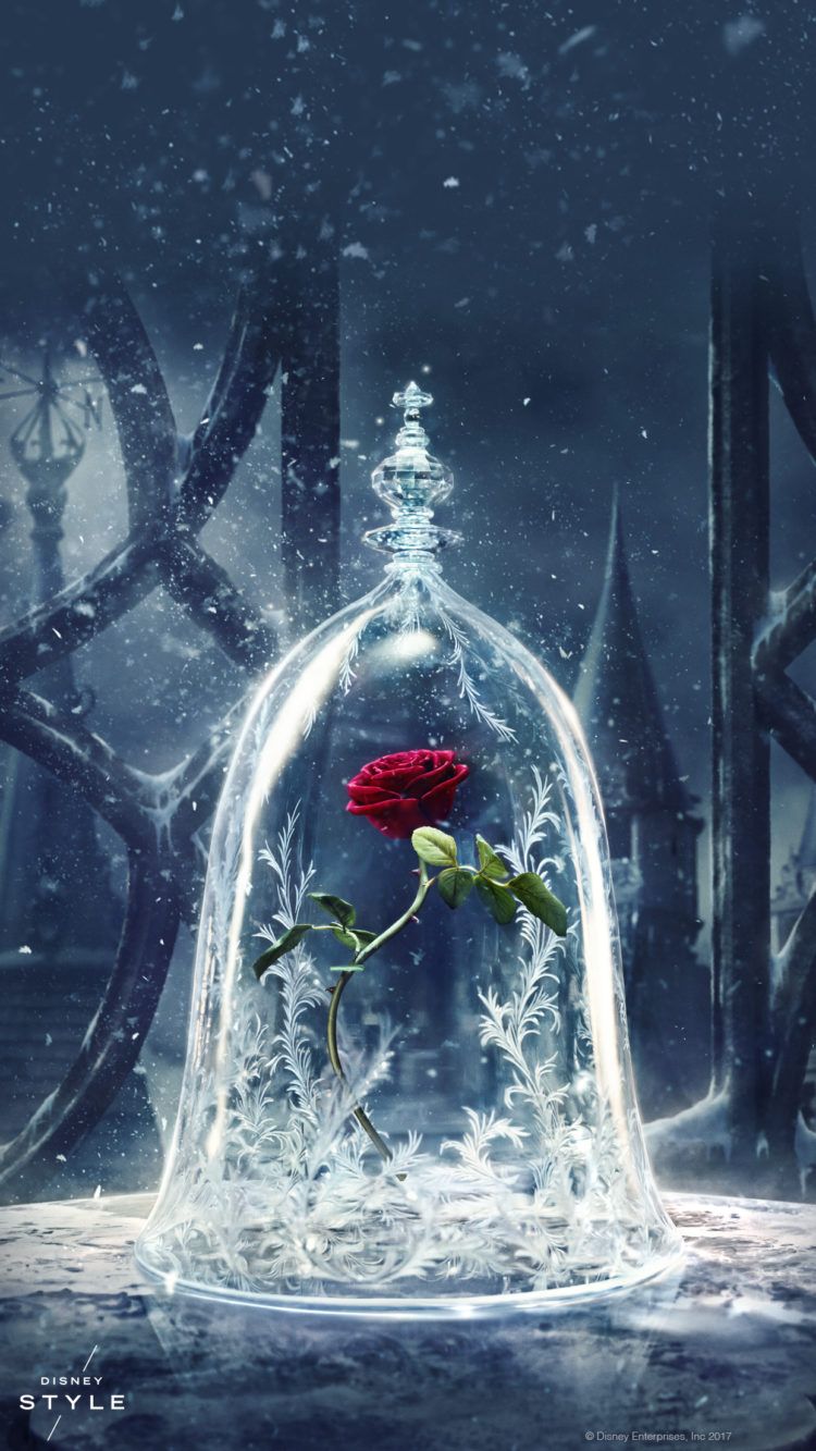 Rosa Beauty And The Beast - HD Wallpaper 