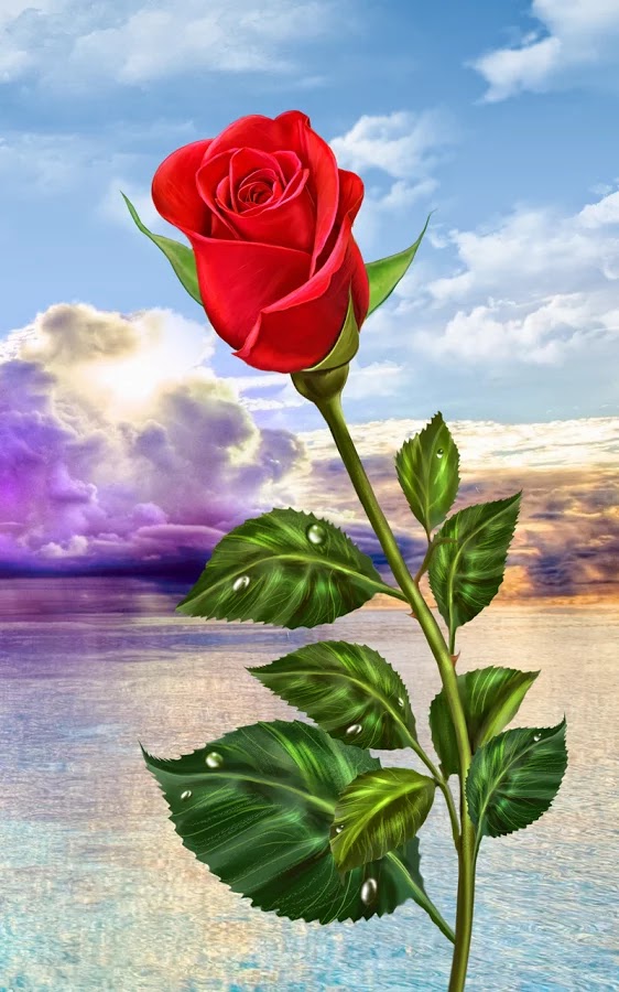 Rose Flower Wallpaper Hd For Mobile - 562x900 Wallpaper 
