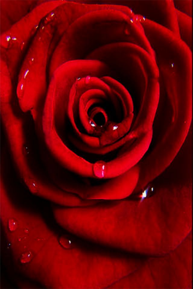 Red Rose Wallpaper - Iphone Wallpaper Hd Rose - HD Wallpaper 