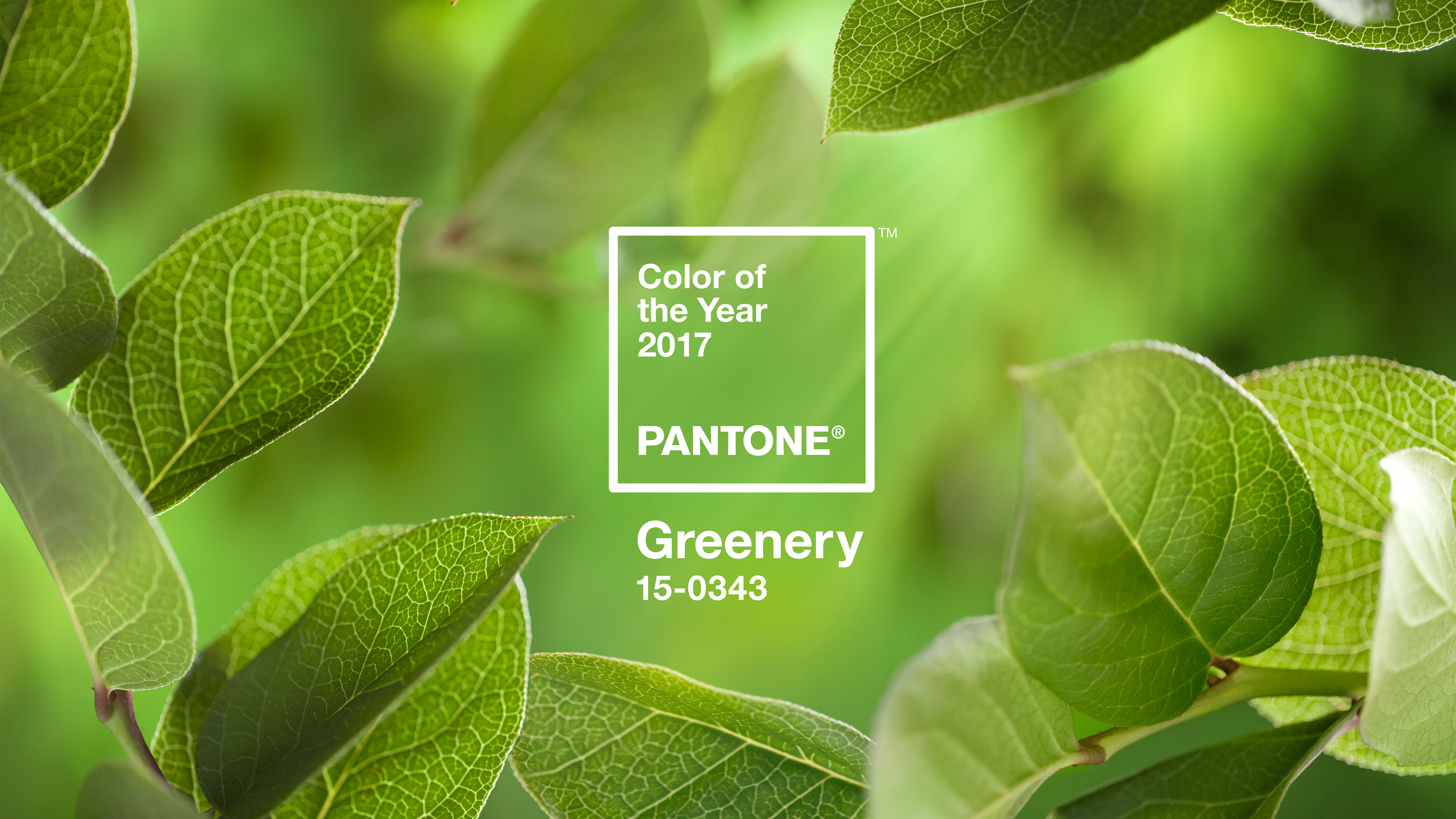 Pantone Color Of The Year 2017 - HD Wallpaper 