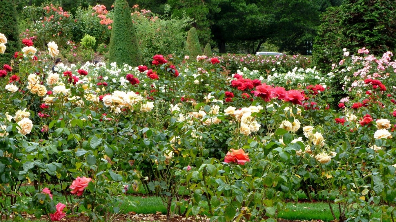 Flowers Nature Roses Rose Beautiful Garden Flower Wallpaper - Hd ...