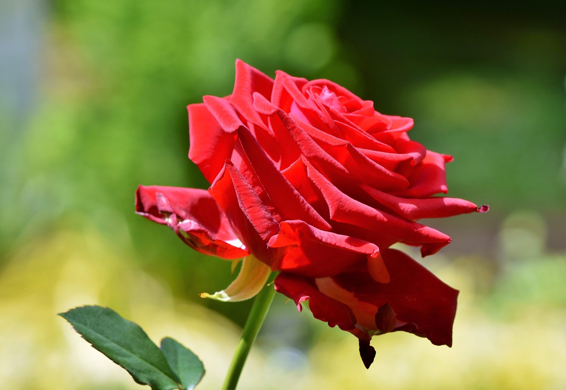 Best Cute Single Red Rose Flower Wallpaper Resolution - Cute Red Rose Flower - HD Wallpaper 