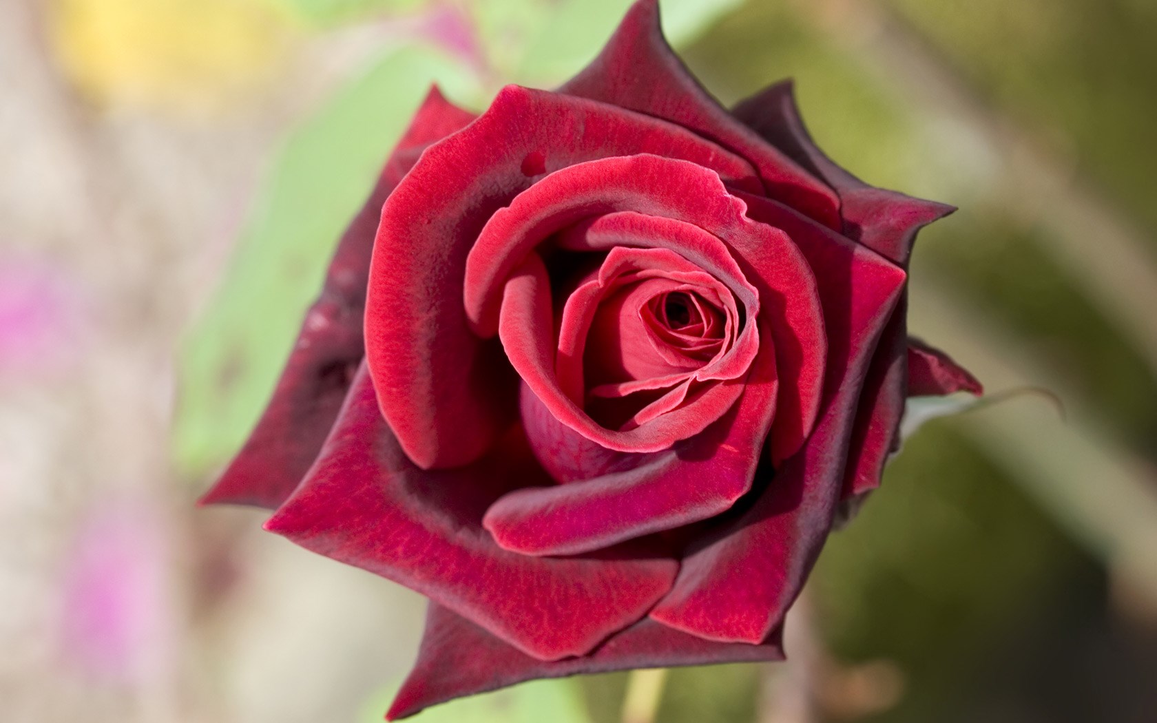 Deep Red Rose Wallpaper - HD Wallpaper 