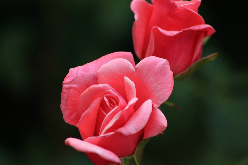 Rose, Red Rose, Nature, Rose Wallpaper - What's App Image Download - HD Wallpaper 