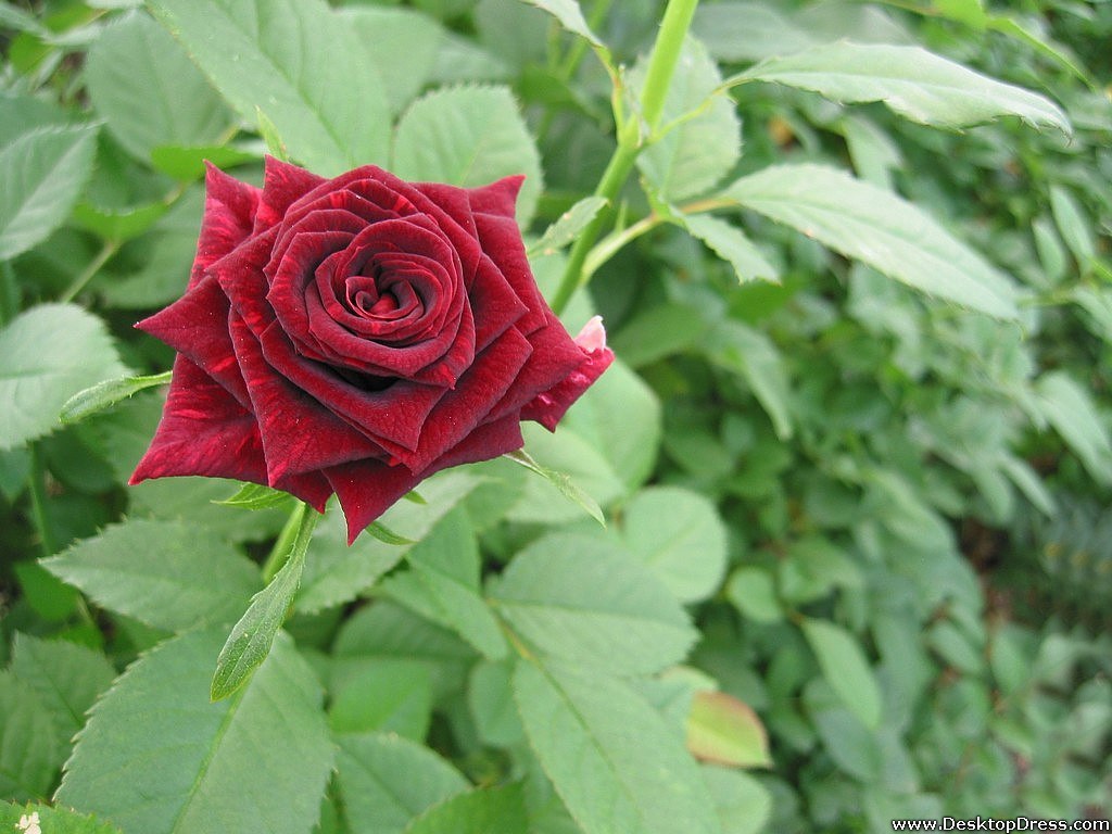 Dark Red Rose - Red Rose Dark Red Flower - HD Wallpaper 
