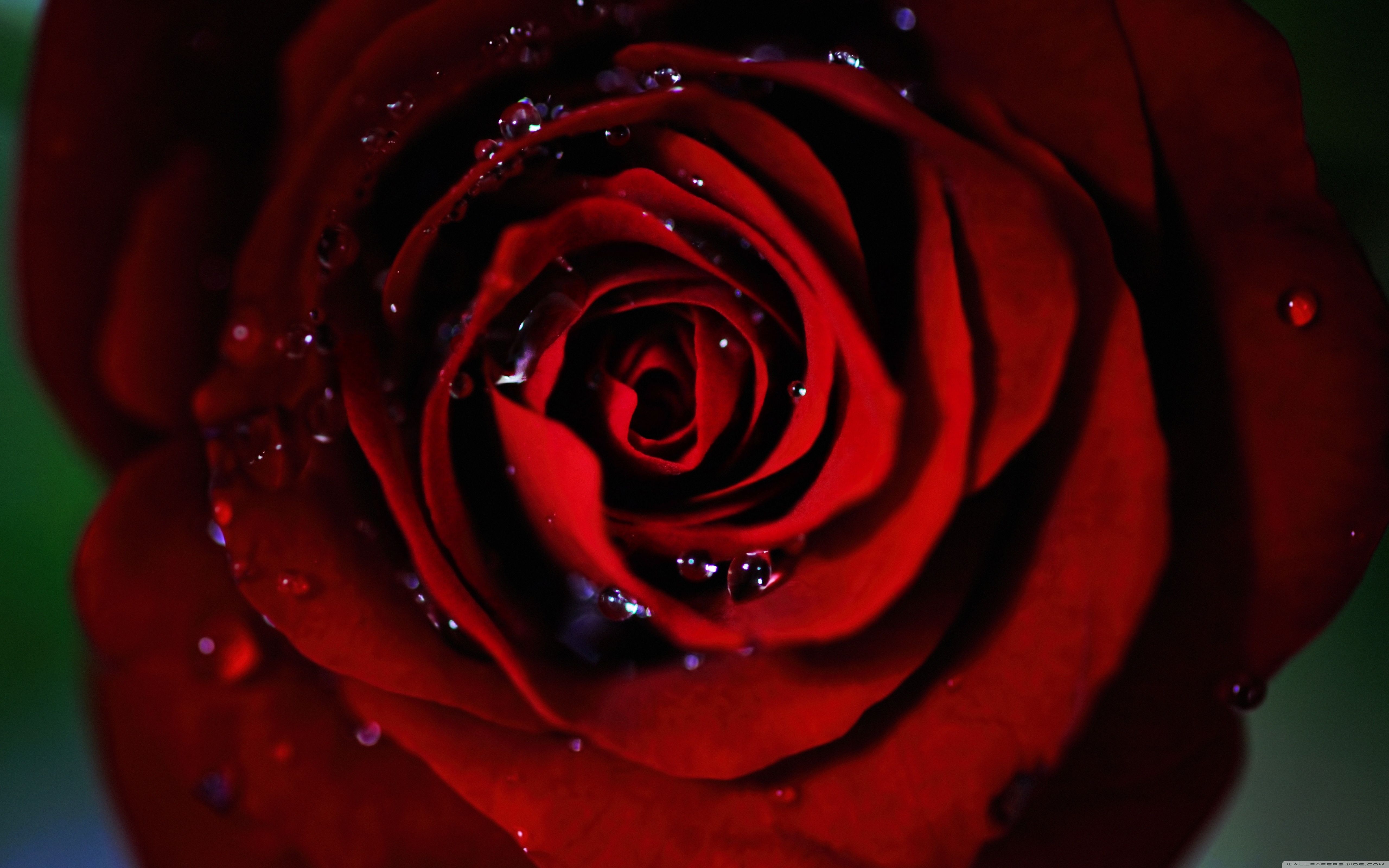 Dark Red Roses Garden - HD Wallpaper 