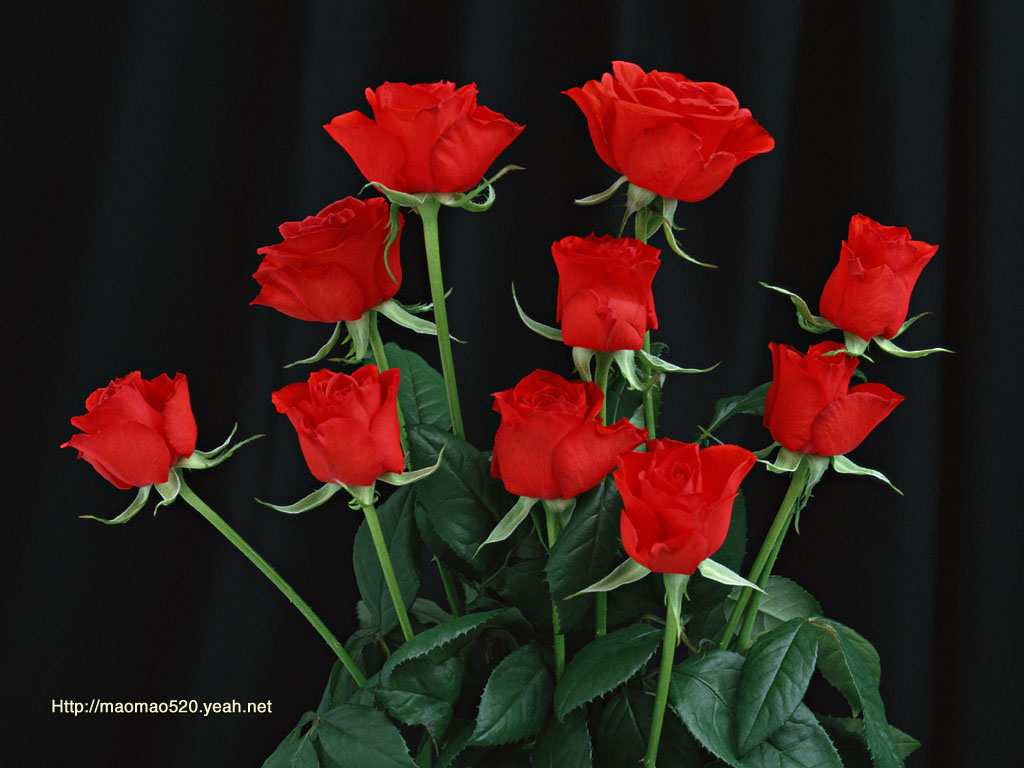 Czerwona Róża Dla Ciebie - HD Wallpaper 