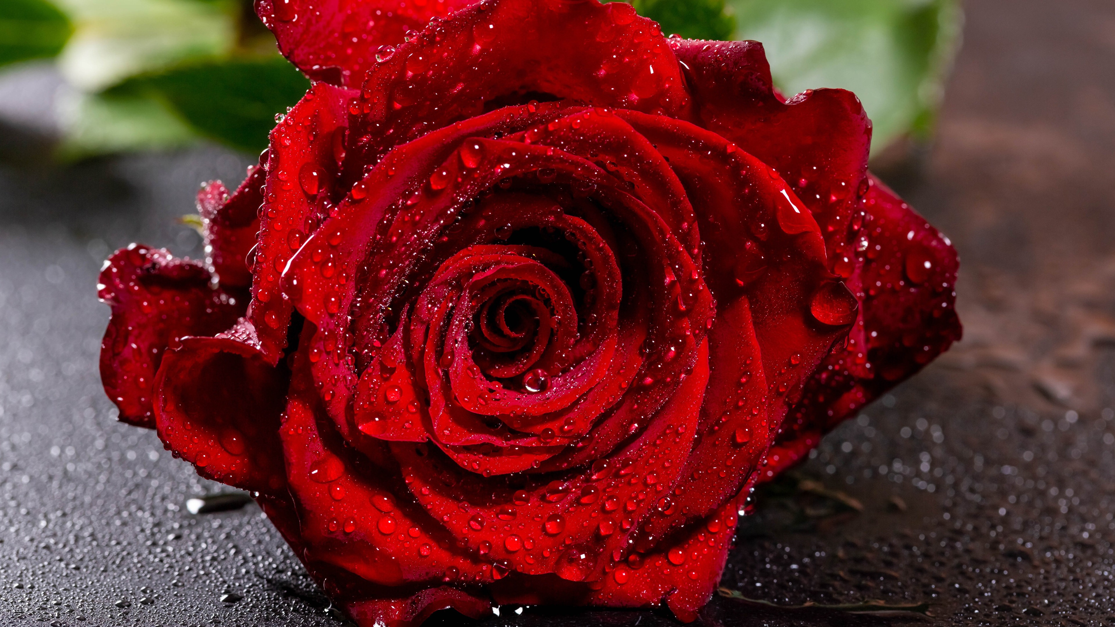 Water Drops Red Rose Wallpaper - Red Rose With Dew Drops - HD Wallpaper 