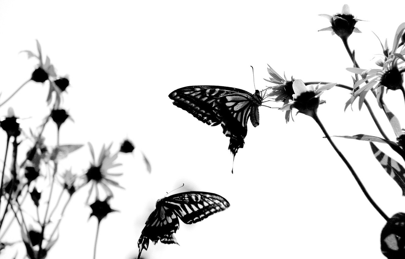 Photo Wallpaper White, Butterfly, Attitude - God Took You Back - HD Wallpaper 