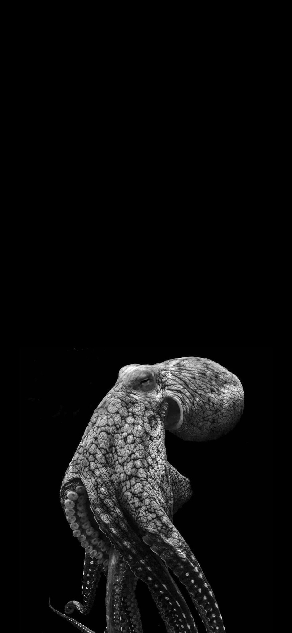 Octopus Photoshop - HD Wallpaper 