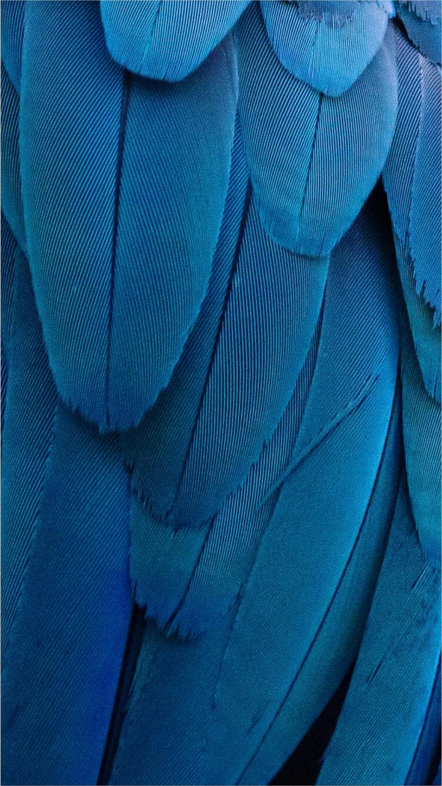 Carmine - HD Wallpaper 