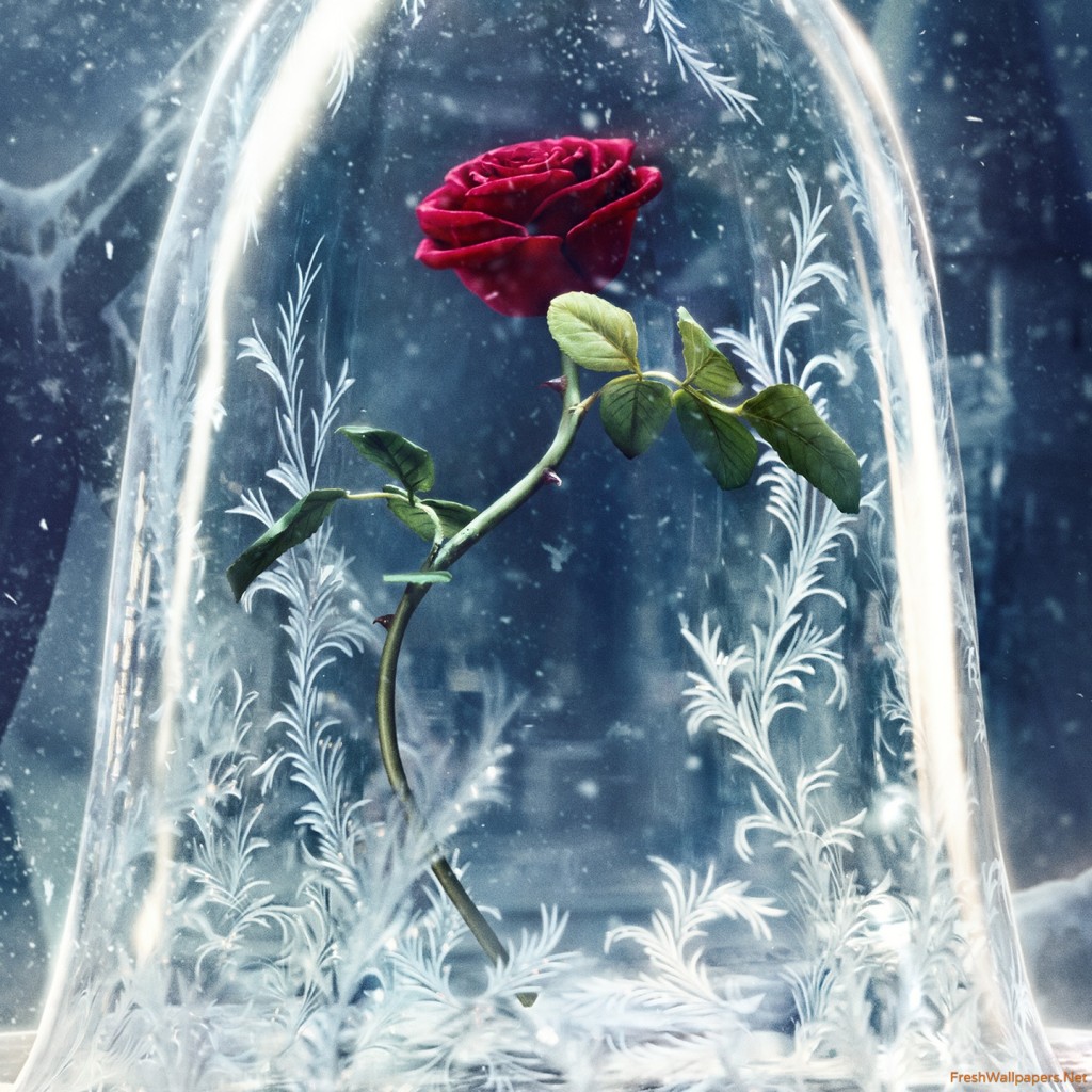 Beauty And The Beast Wallpaper Hd - Beauty And The Beast 2017 Rose - HD Wallpaper 