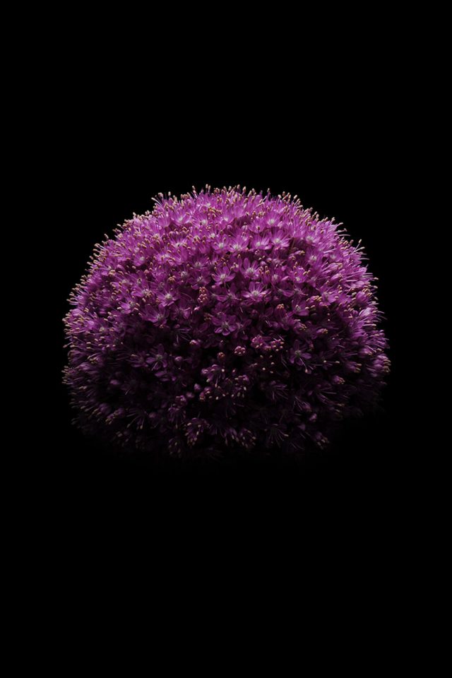 Official Apple Ios 10 Iphone Wallpaper - Ios 8 Flower Wallpaper Iphone - HD Wallpaper 