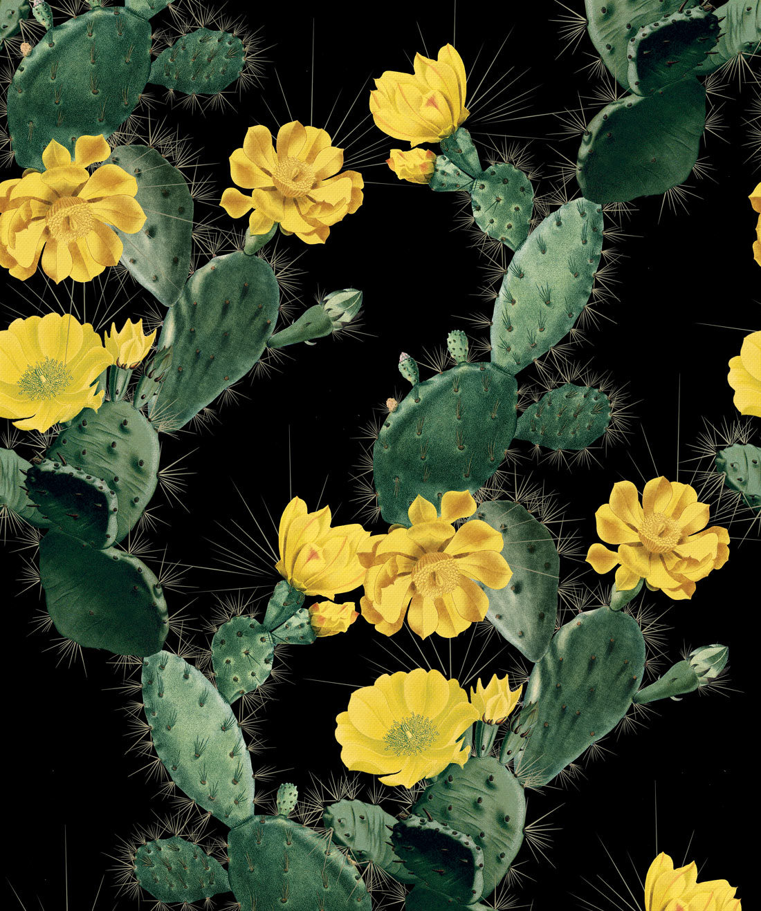 Cactus At Night - HD Wallpaper 