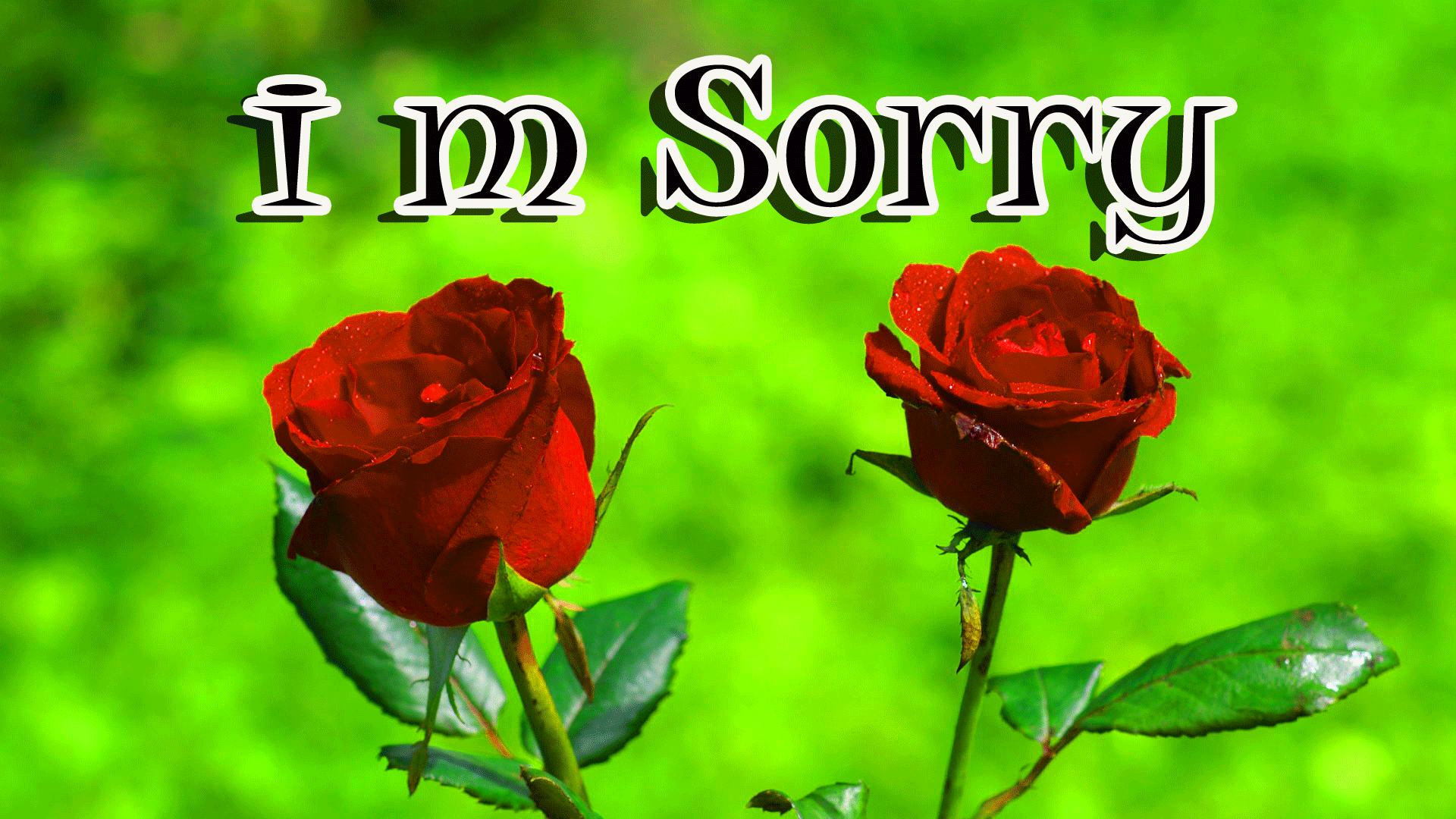 Rose Wallpaper Hd Photo Download - HD Wallpaper 