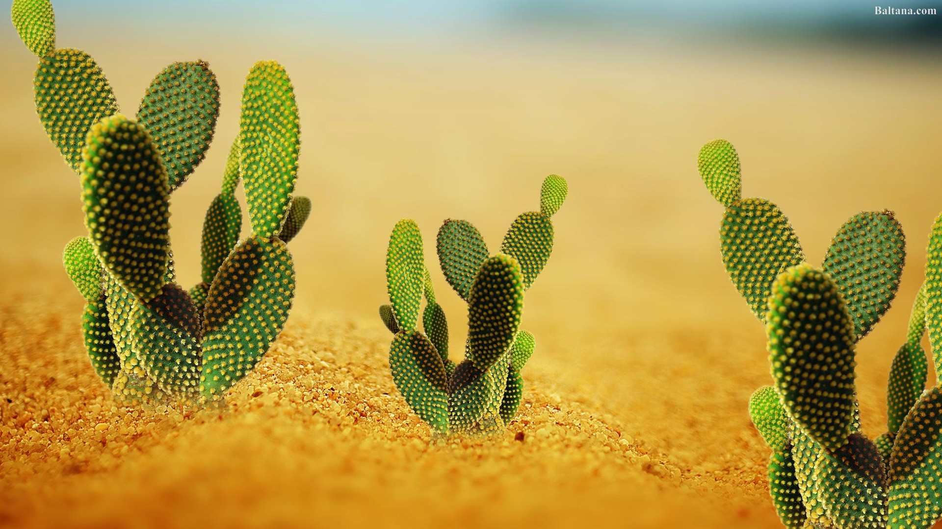 Cactus Desktop Wallpaper - Desert Cactus High Resolution - HD Wallpaper 