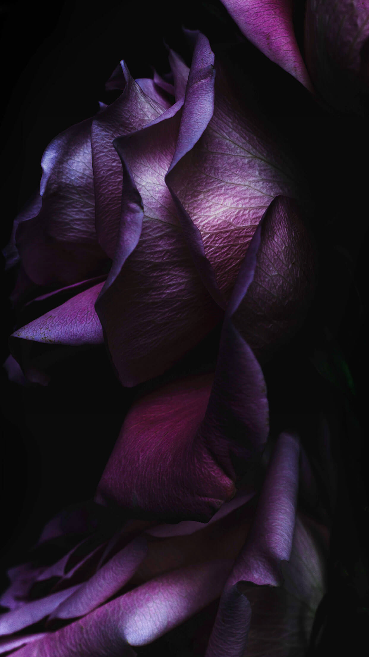 Iphone Wallpaper Purple Rose - HD Wallpaper 