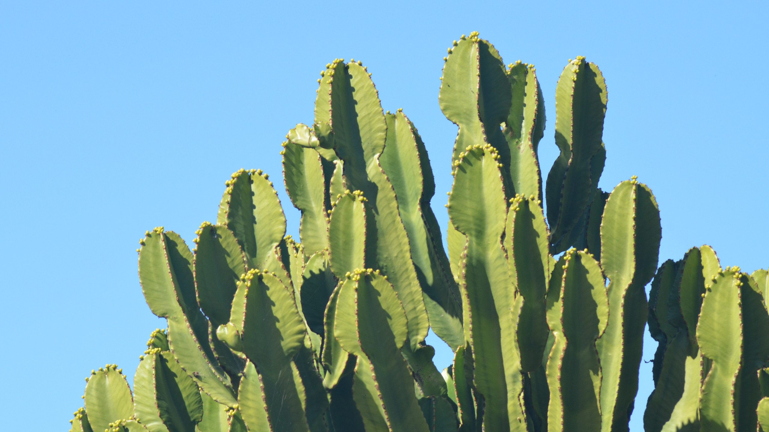 Cactus Wallpaper Background 59186 
 Data Src Popular - High Resolution Cactus Background - HD Wallpaper 