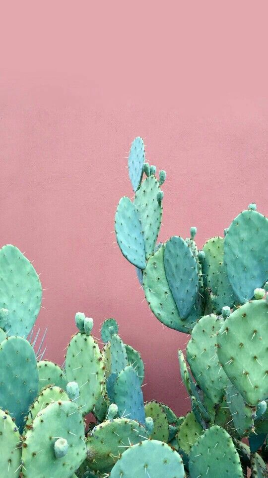 Cactus Phone Background - HD Wallpaper 