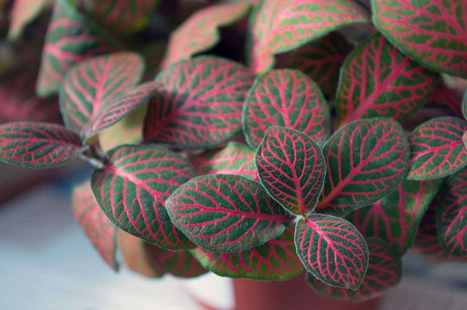 Fittonia, Indoor Plant, Variegated Foliage, Plant-nerve, - Fittonia Species - HD Wallpaper 