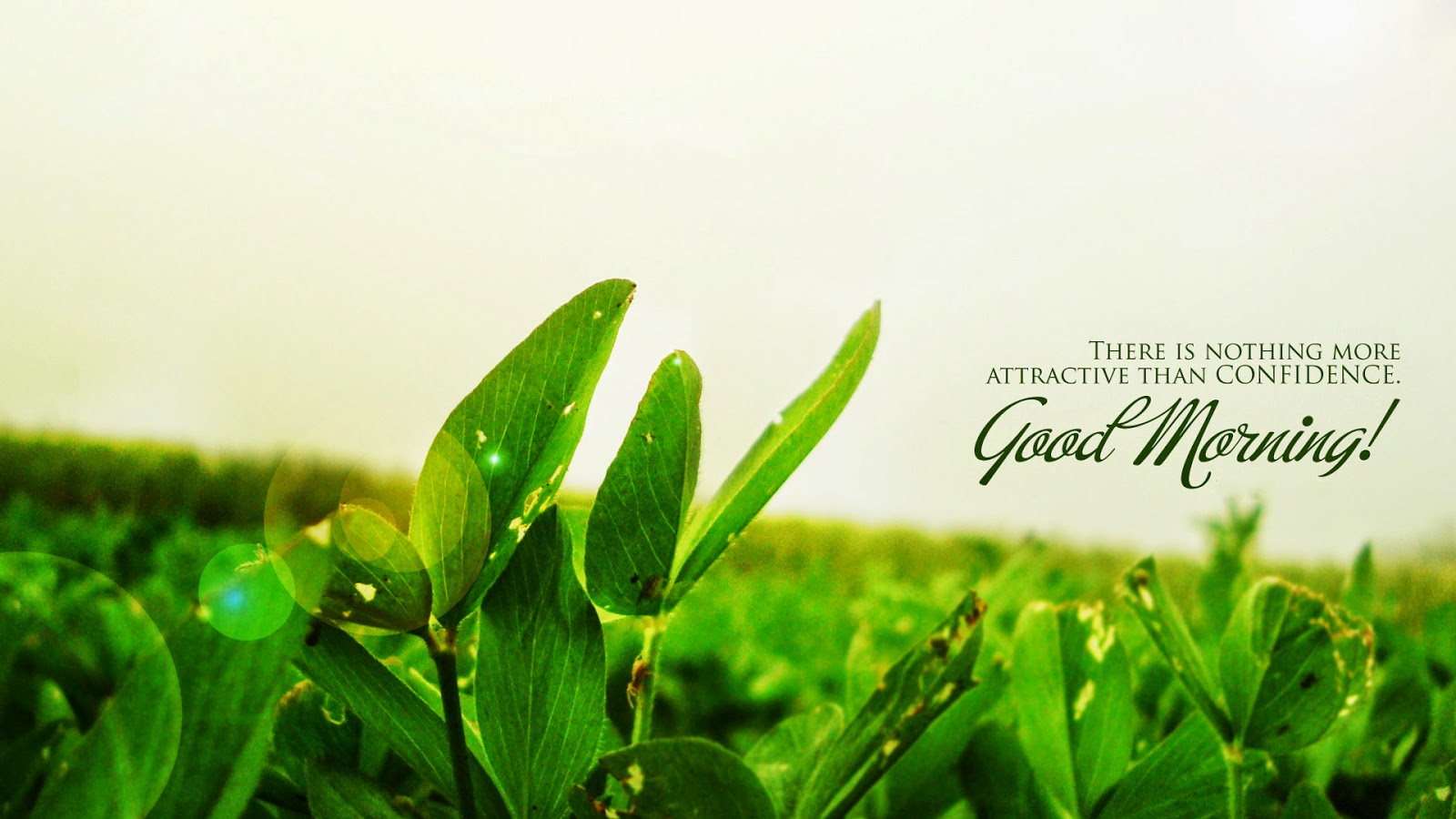 Good Morning Beautiful Hd Wallpaper Free Dowanload - HD Wallpaper 