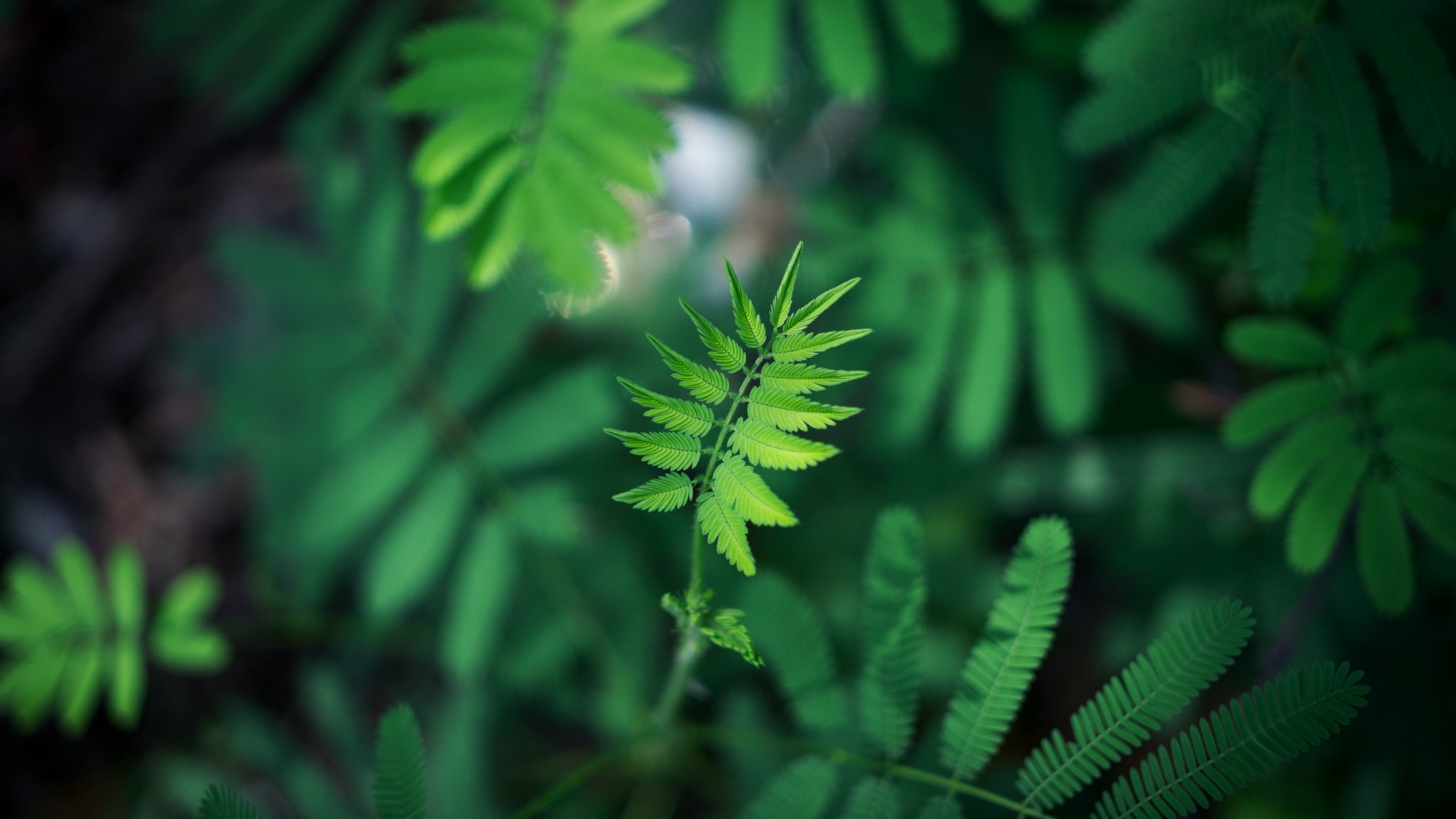Wallpaper Leaf, Green, Plant, Branch, Blur - Green Blur Background Hd - HD Wallpaper 