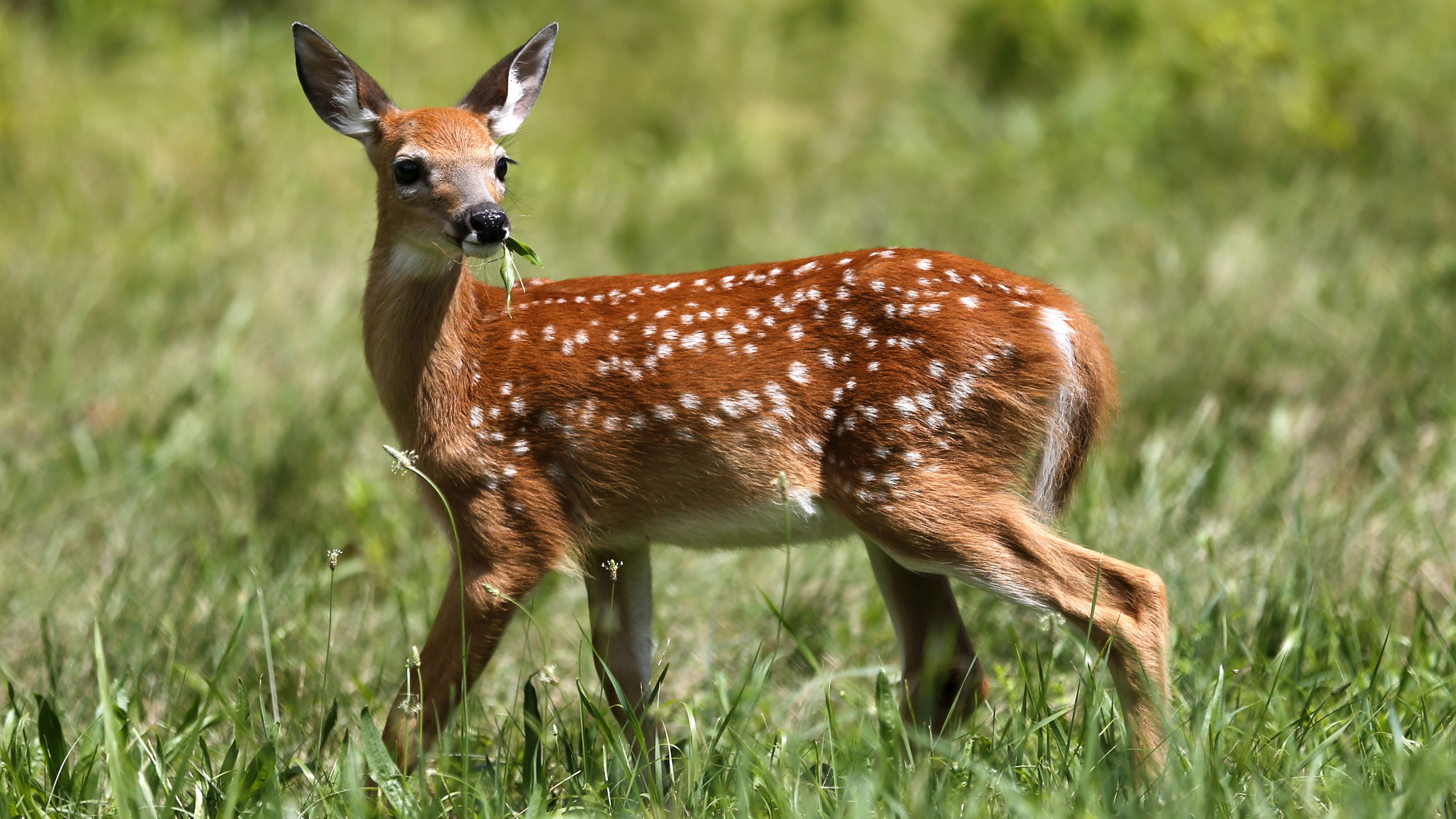 Cute Baby Chital Deer In Green Grass 3k Wallpaper - Bambi Vida Real - HD Wallpaper 