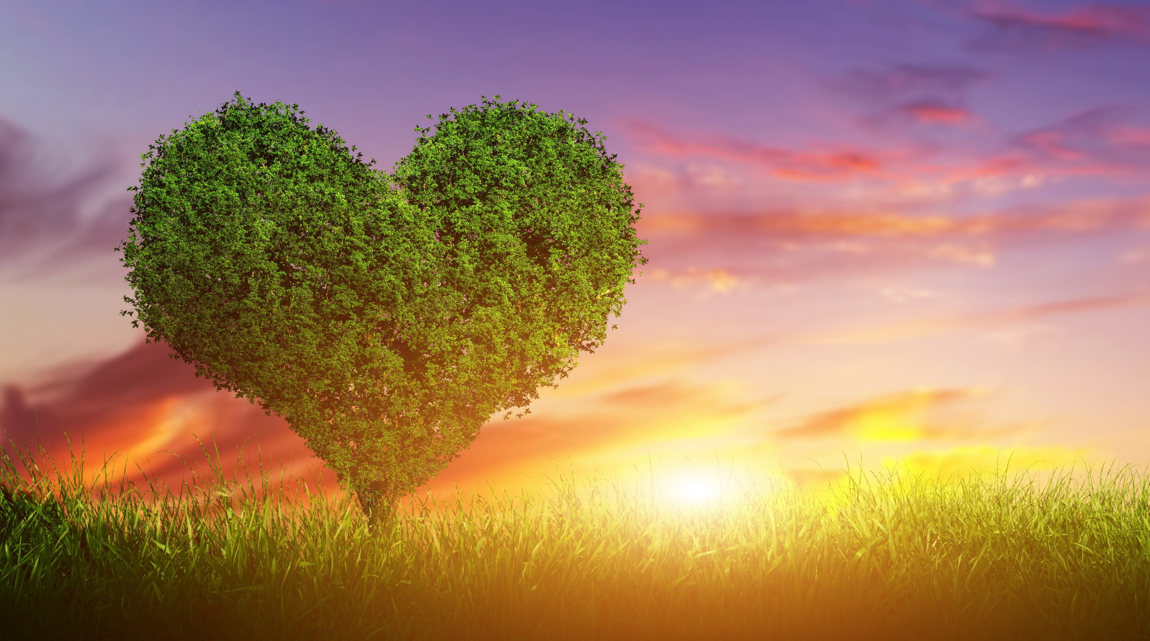 Heart Tree - HD Wallpaper 