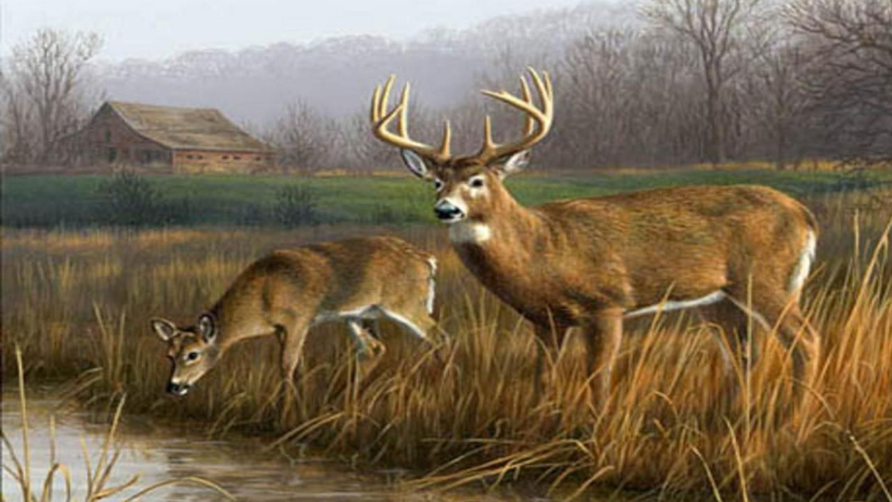 Deer Drinking From A Creek - HD Wallpaper 