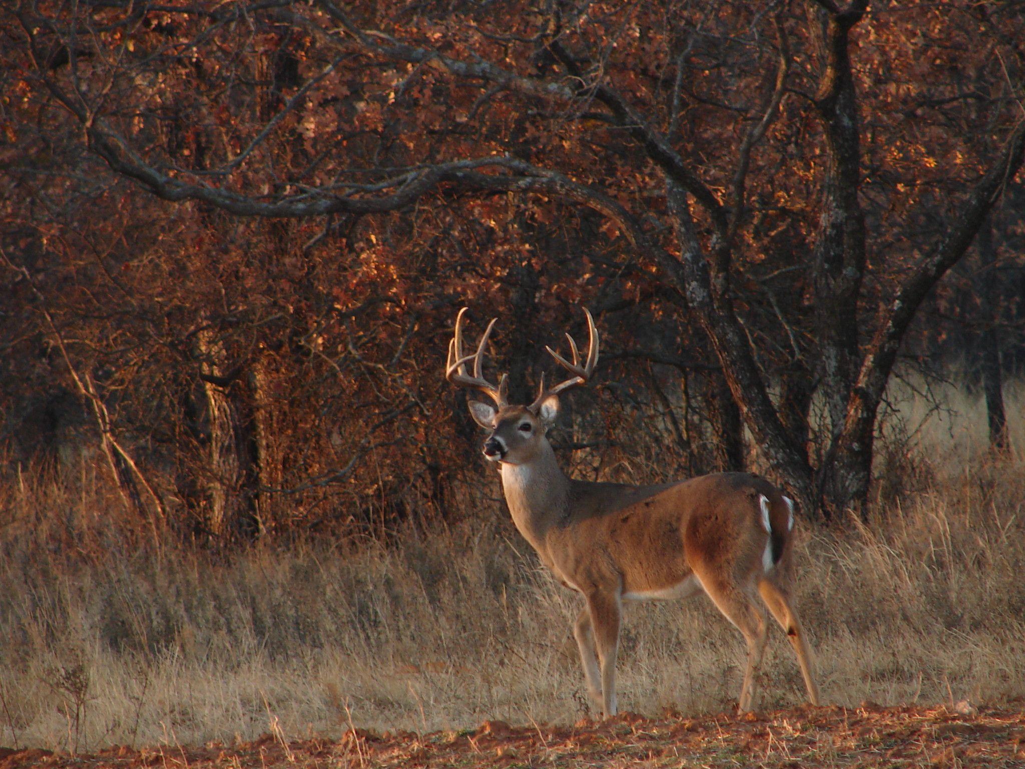Download Whitetail Deer Hunting Forums Thread Cool - Deer Hunting - HD Wallpaper 