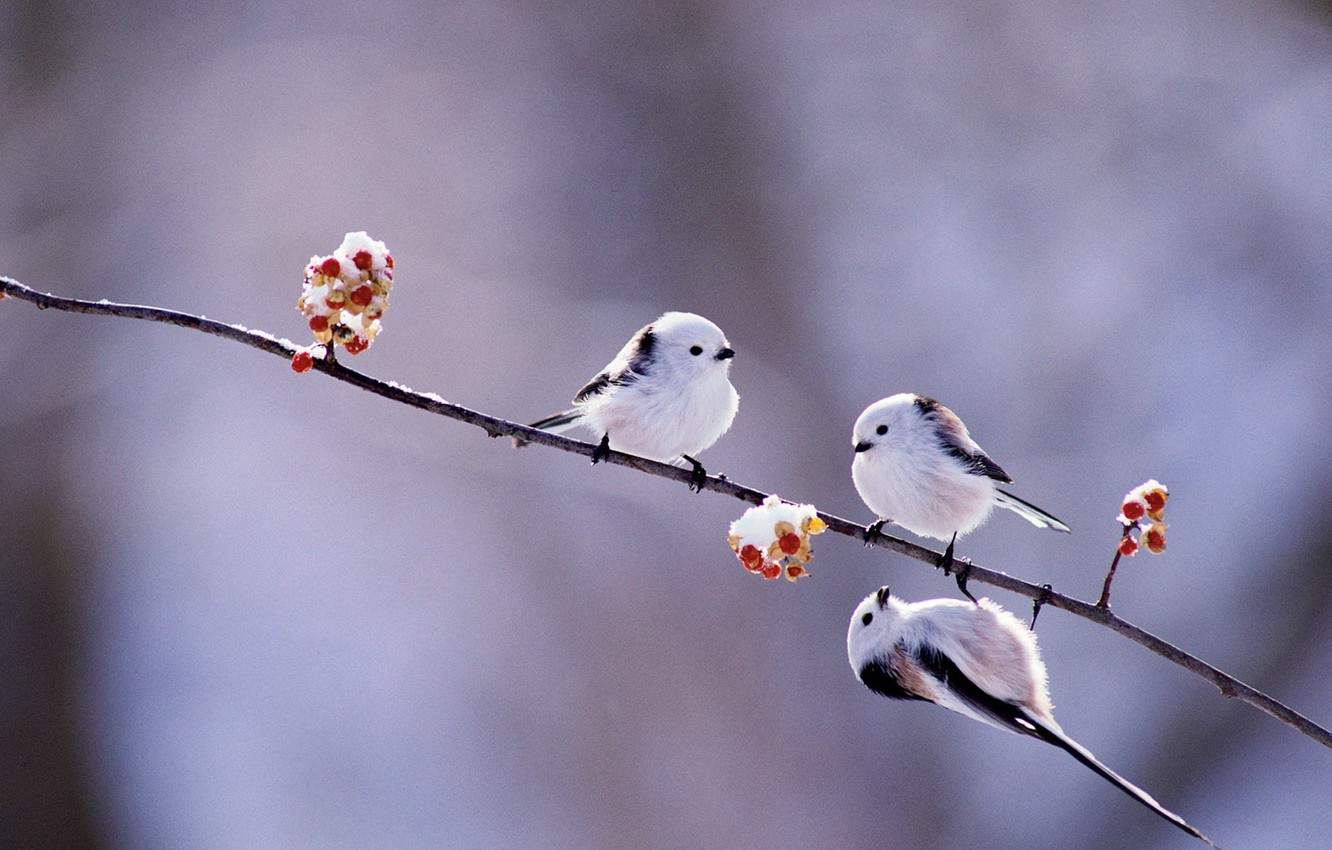 Photo Wallpaper Winter, Birds, Berries, Branch, Japan, - Long Tailed Tit Winter - HD Wallpaper 