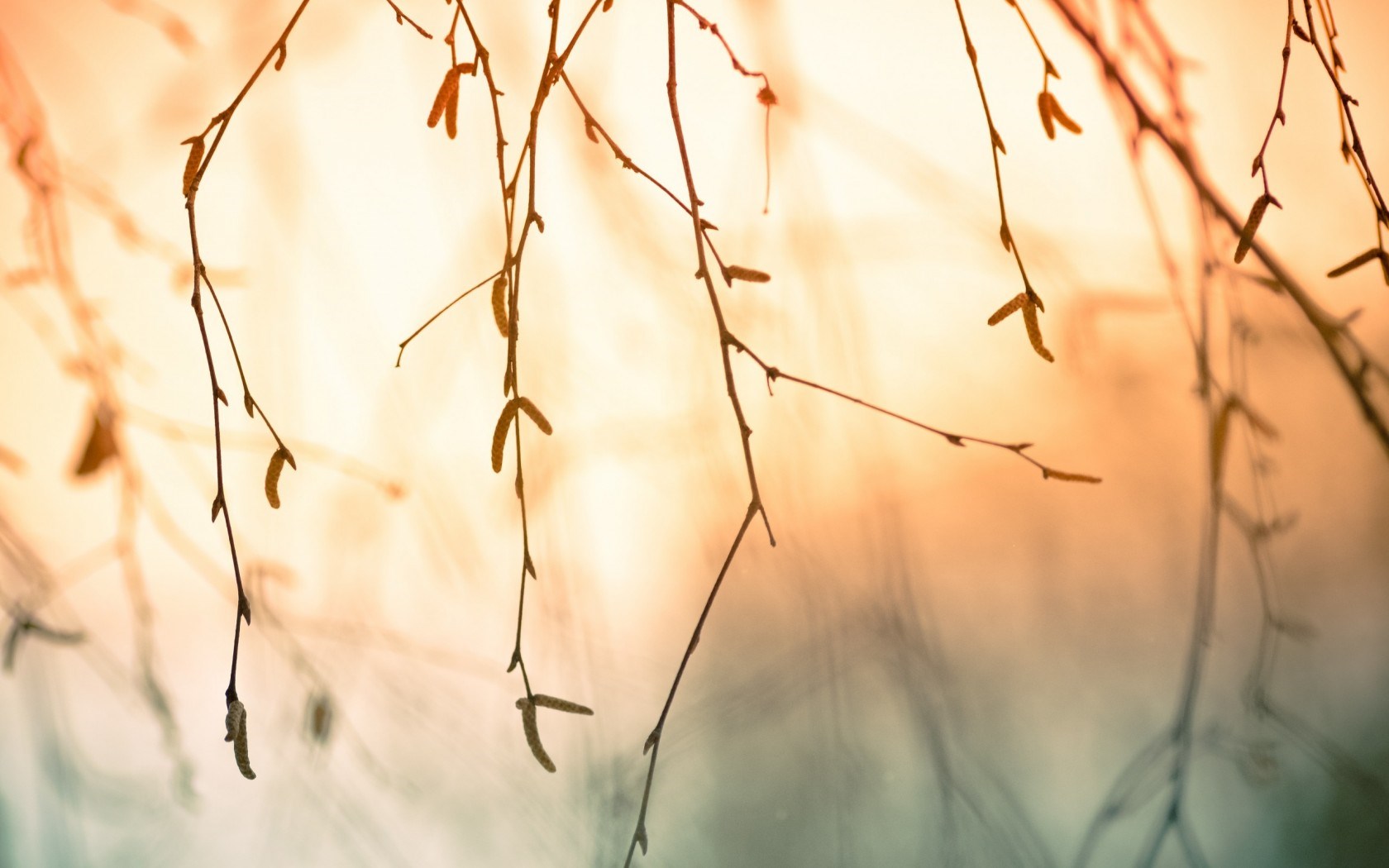 Tree Branch Wallpaper Hd - HD Wallpaper 