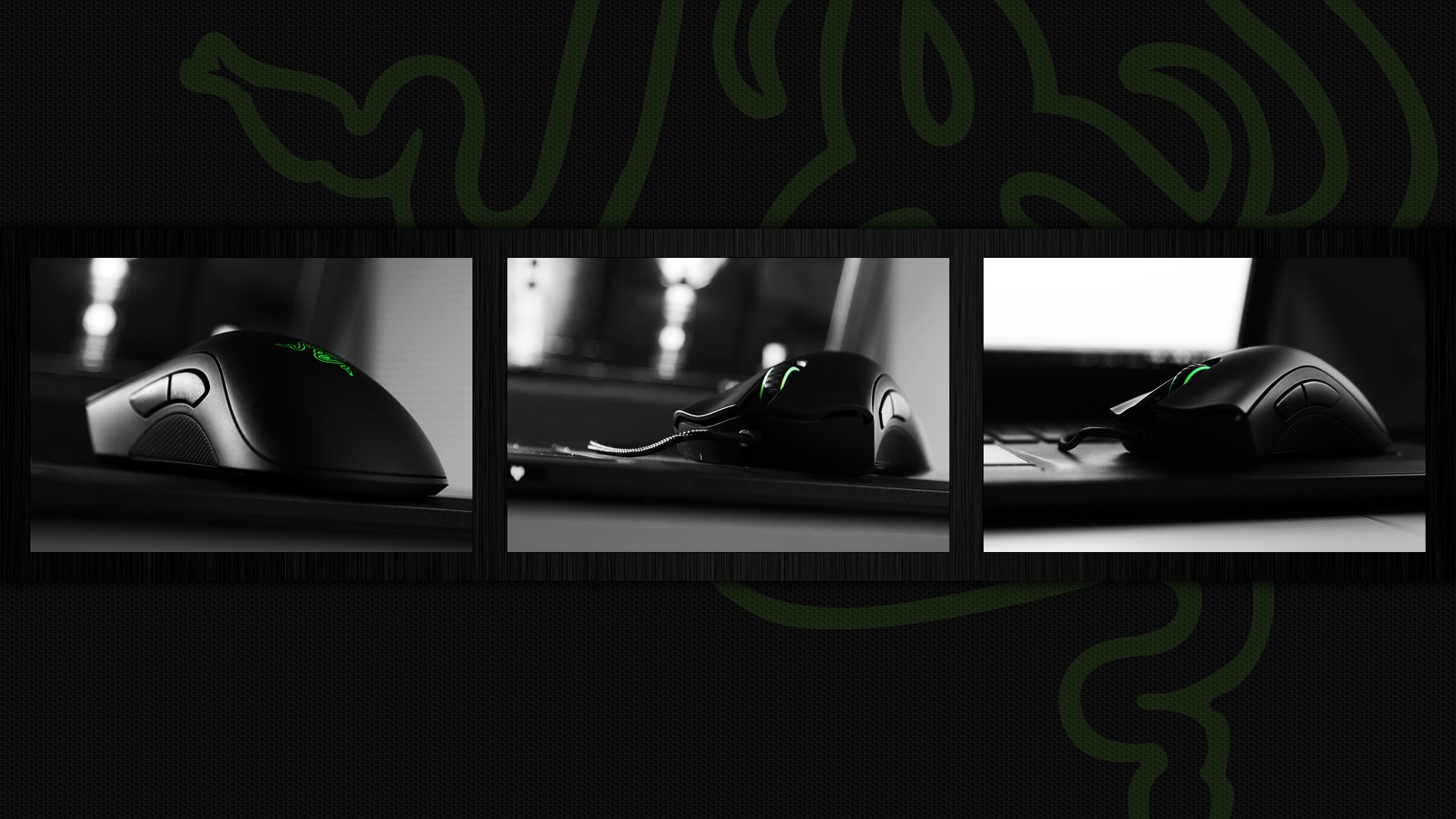 Mouse - HD Wallpaper 