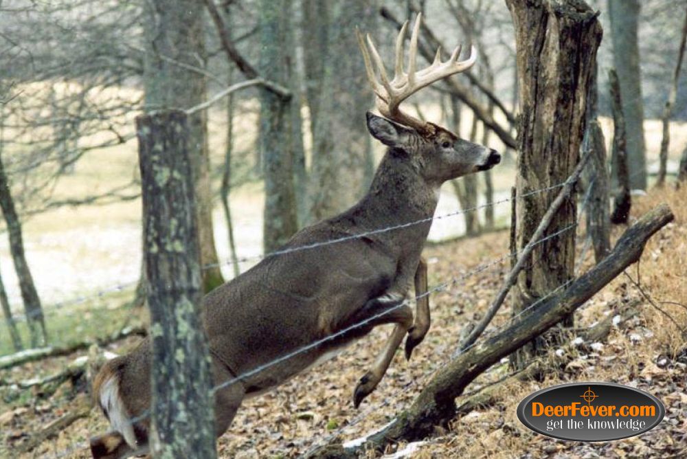 High Resolution Whitetail Deer - HD Wallpaper 