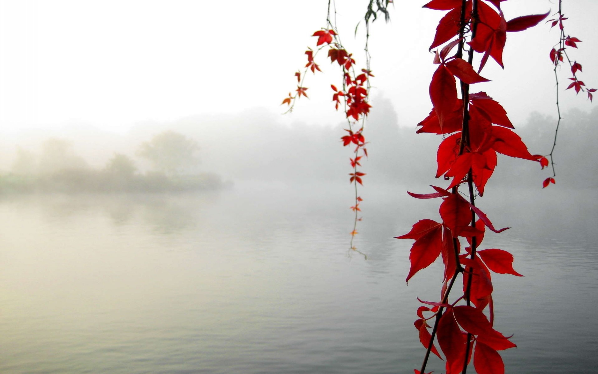 Maple, Mist, Branch, Islands, Lakes, Morning, Fresh - Life Quotes In Telugu - HD Wallpaper 