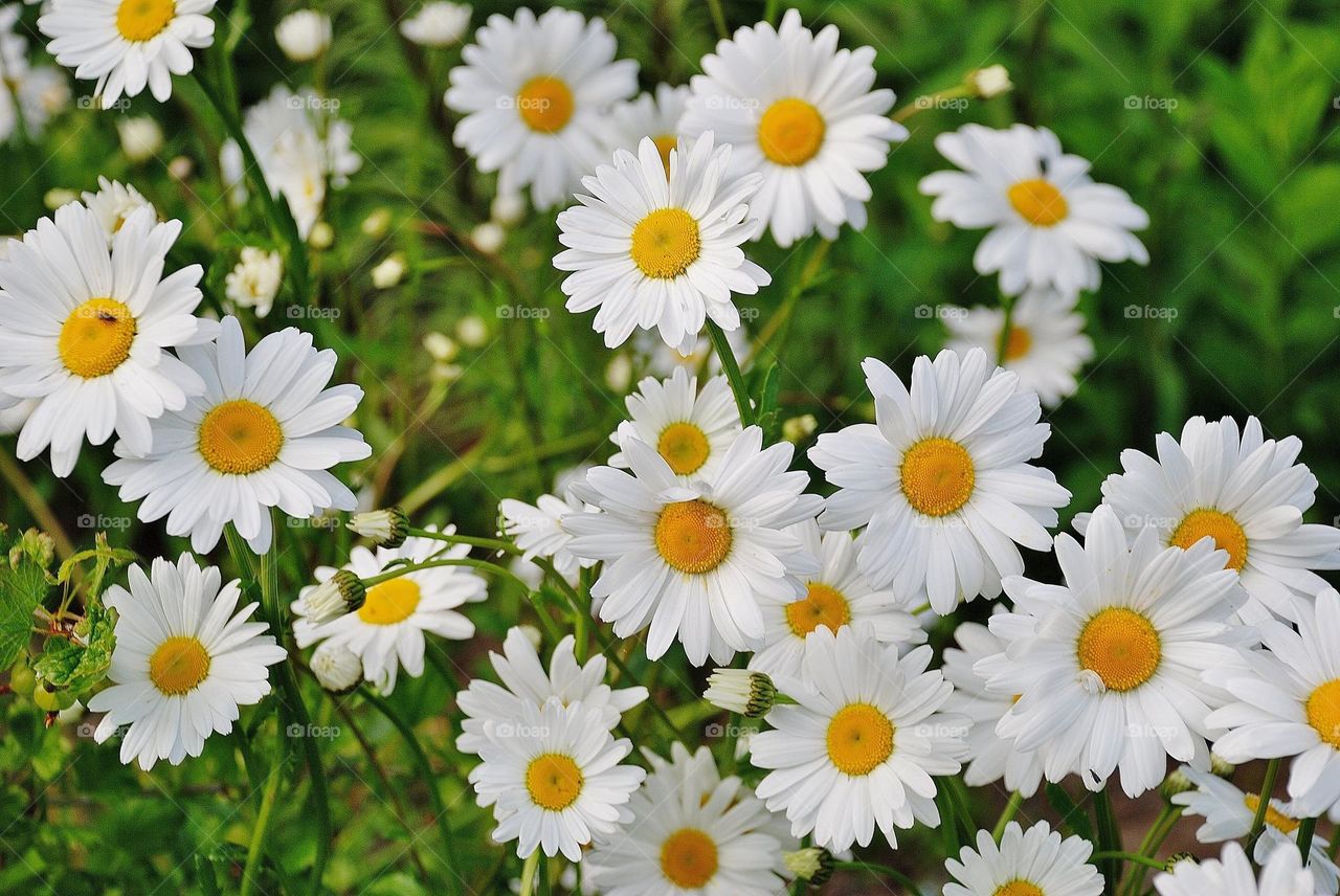 Daisy Flower - HD Wallpaper 