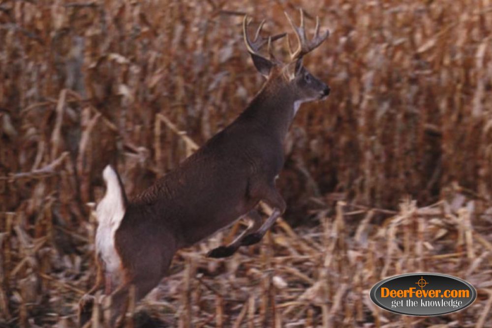 White-tailed Deer - HD Wallpaper 