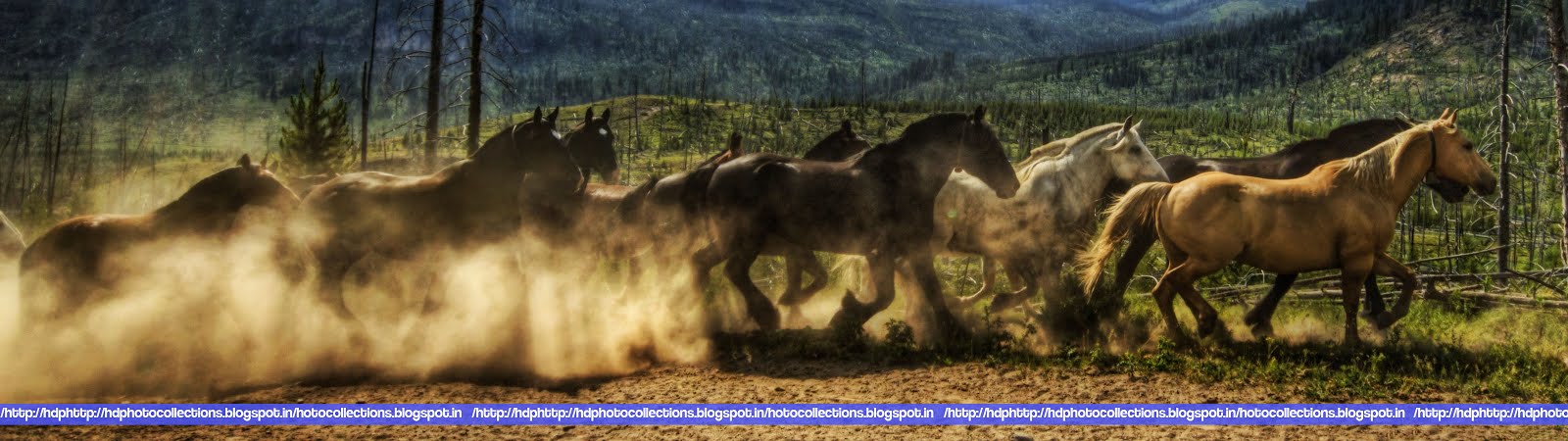 Wild Horses - HD Wallpaper 