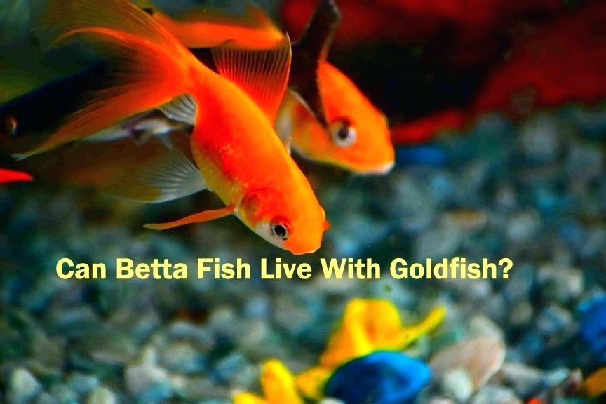 Common Types Of Fish For Pets - HD Wallpaper 