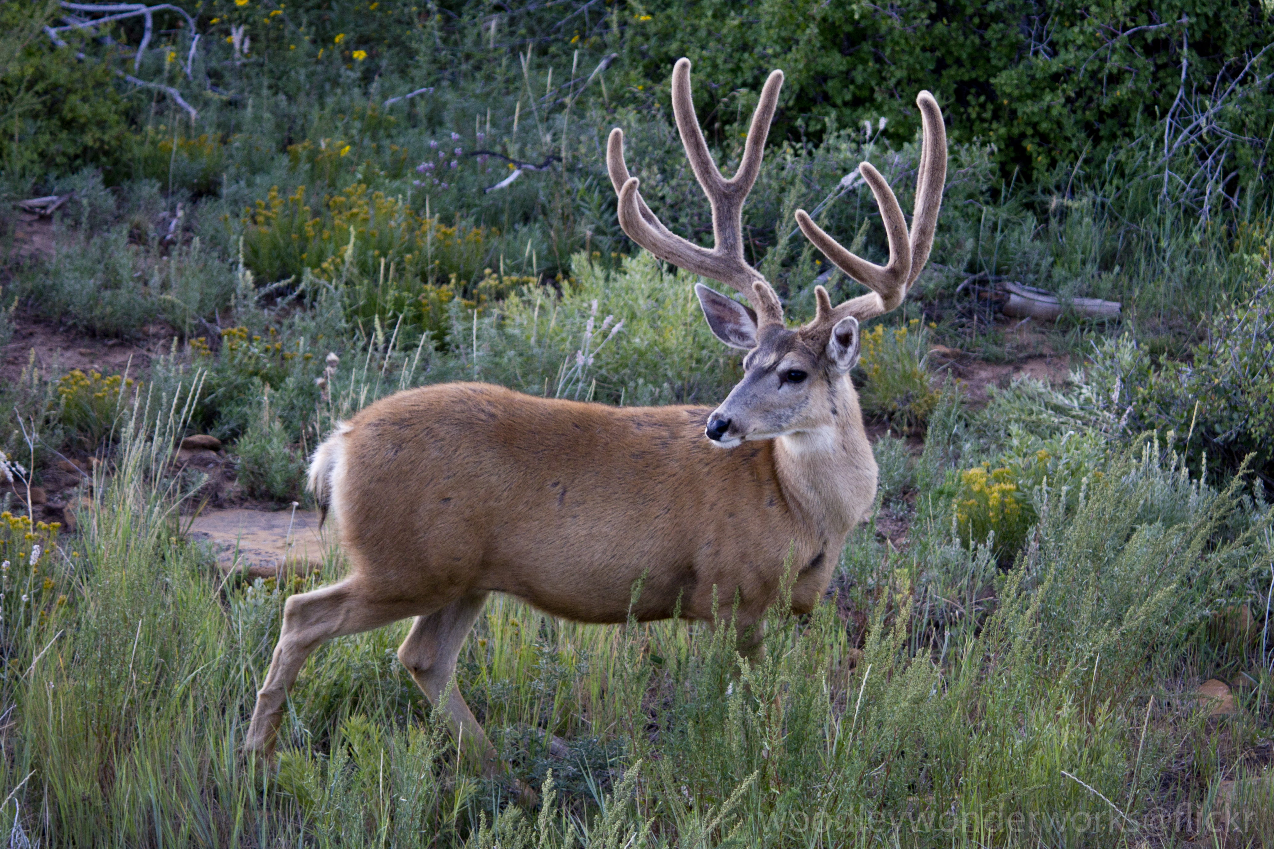 Deer In El Dorado County - HD Wallpaper 
