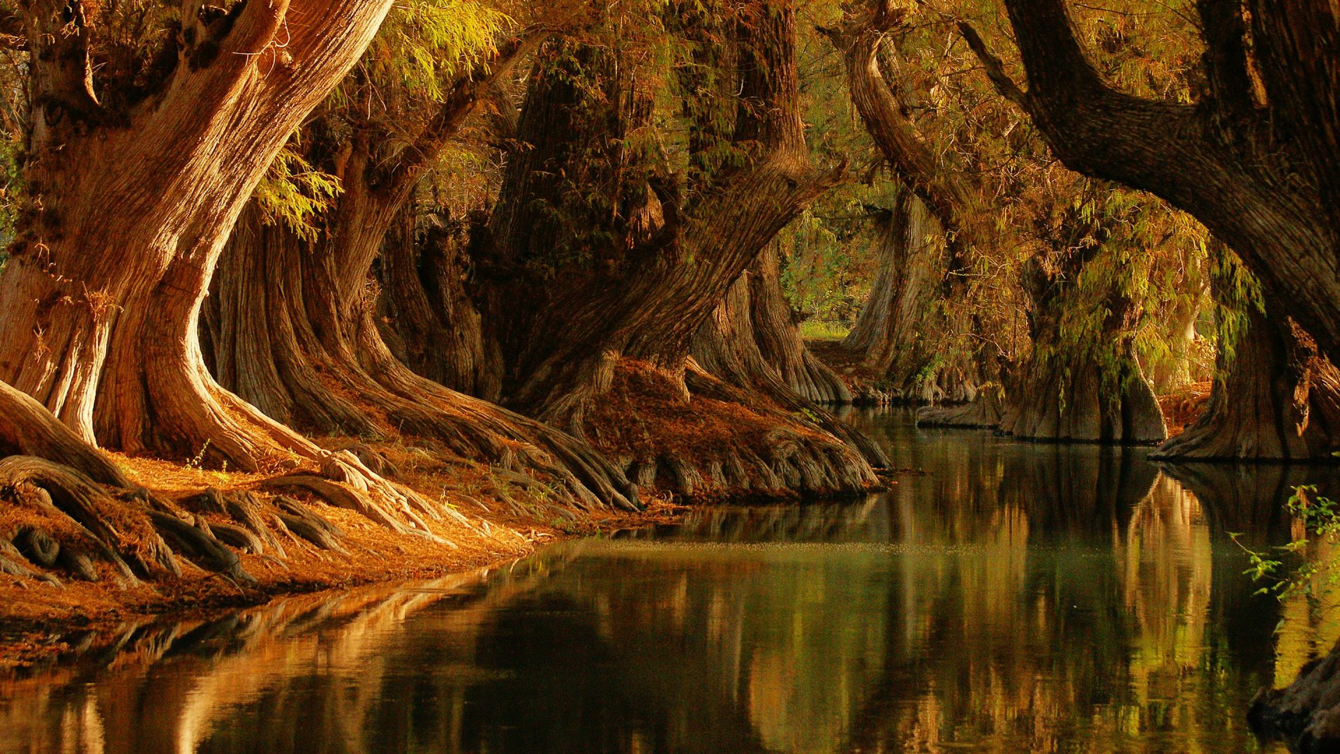 Camecuaro Michoacan - HD Wallpaper 