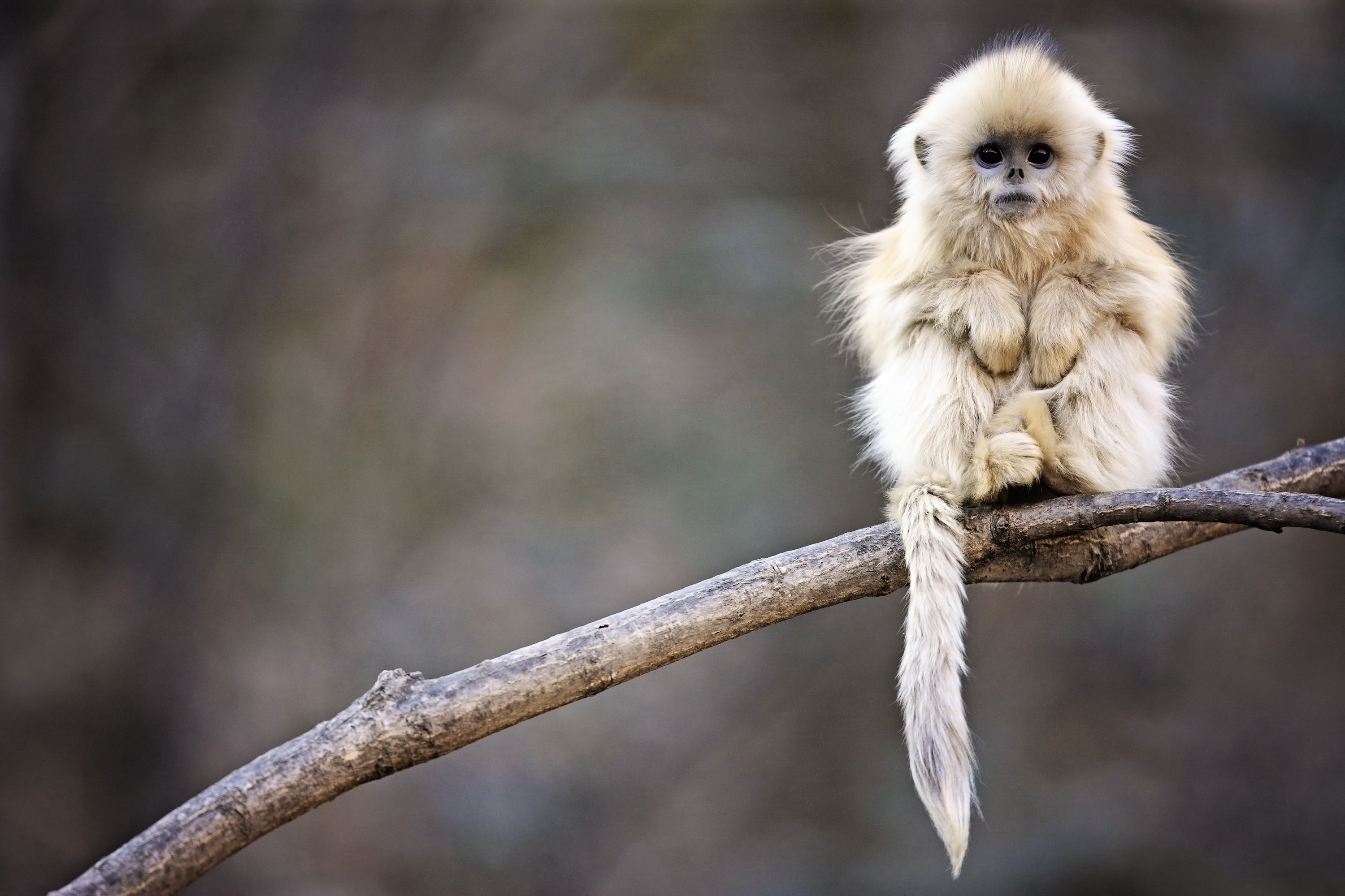 Golden Snub Nose Monkey - HD Wallpaper 