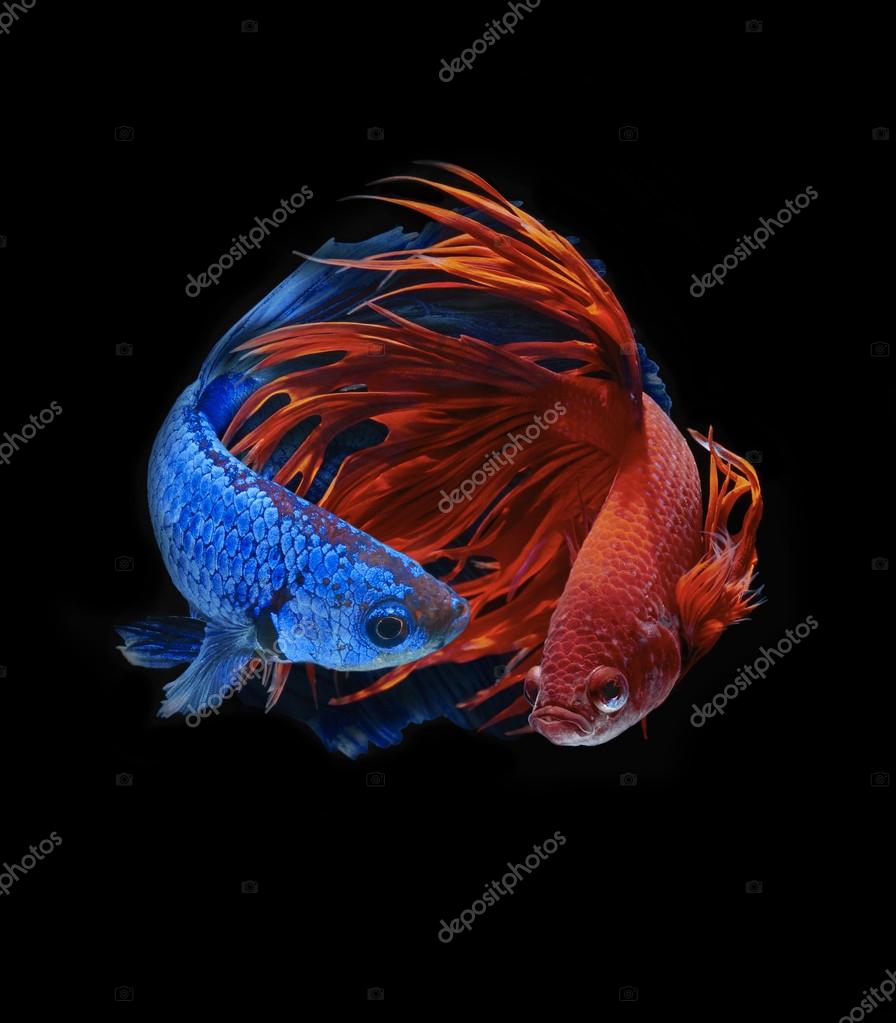 Betta Fish Siamese Fighting Fish - HD Wallpaper 
