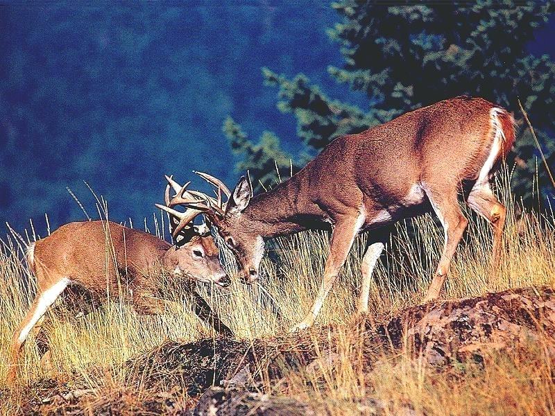 Whitetail Deer Wallpaper Monster Whitetail Deer Buck White Tail Deer Background 800x600 Wallpaper Teahub Io