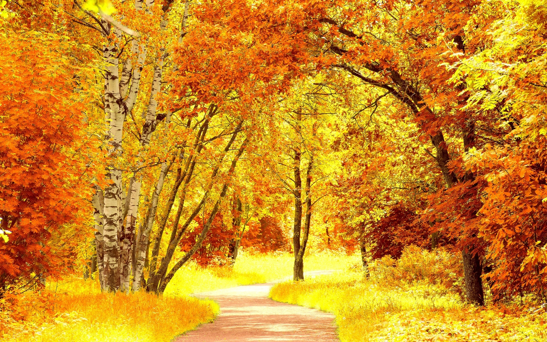 Yellow Autumn - HD Wallpaper 
