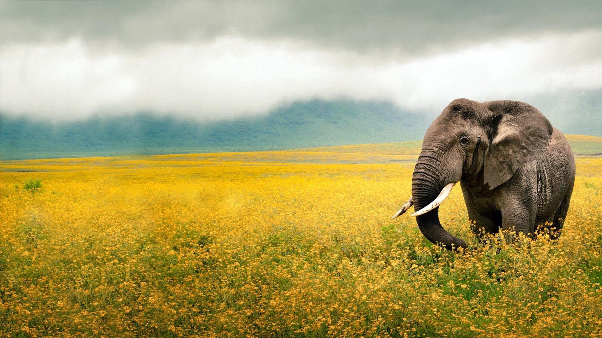 Wallpaper Elephant, Grass, Field, Walk, Sky, Beautiful - Background Images Hd 2017 - HD Wallpaper 