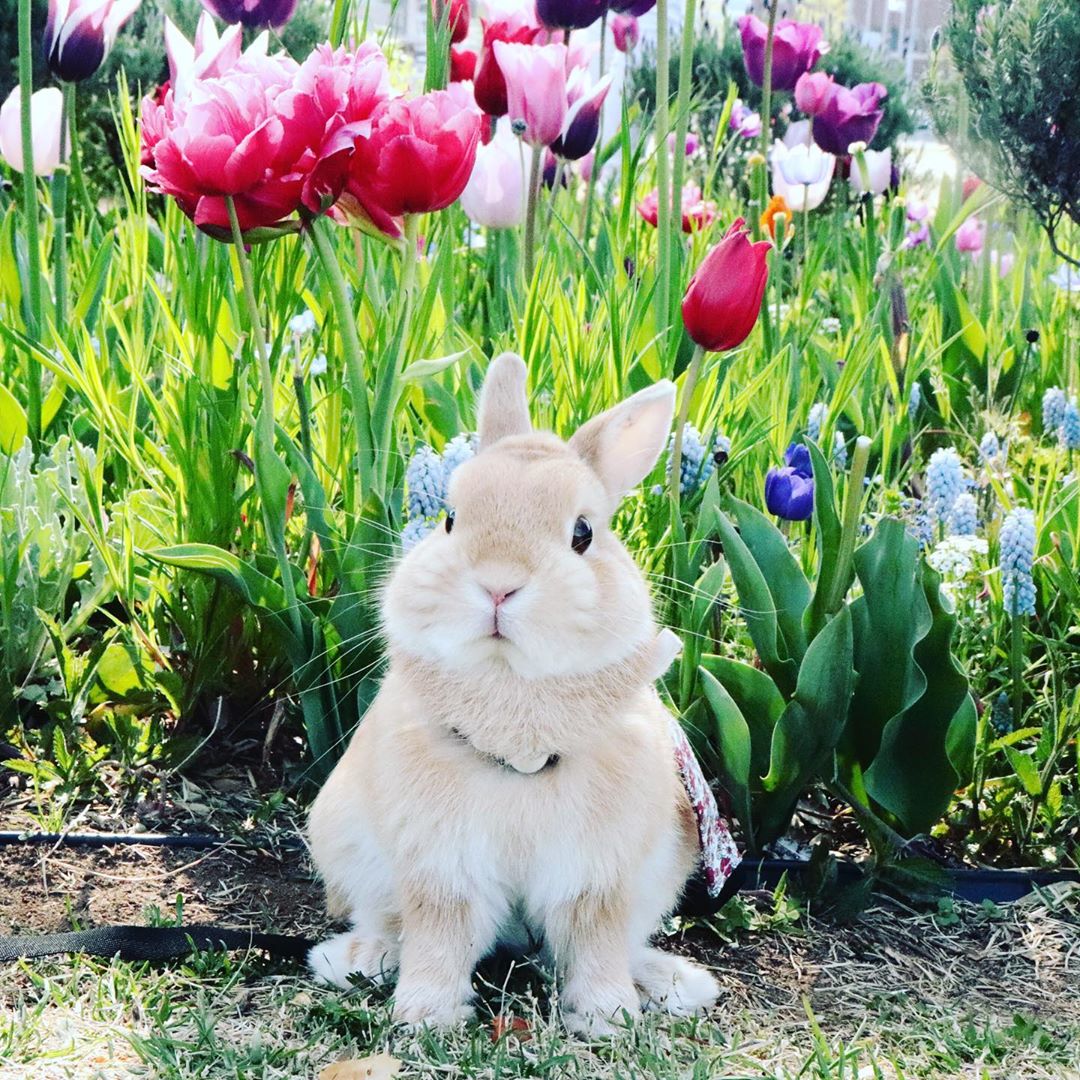 Sprenger's Tulip - HD Wallpaper 