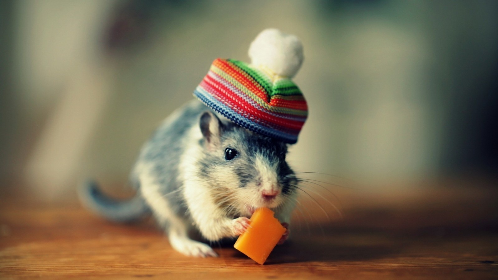 Vidhi Patel - Funny Picture Of A Mouse - HD Wallpaper 
