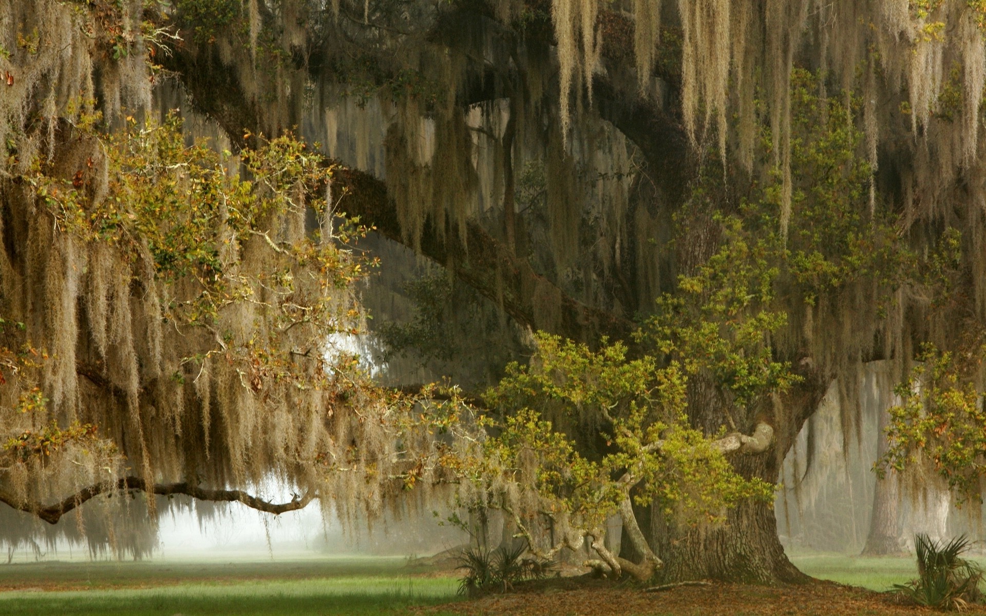 Weeping Willow Tree Huge - HD Wallpaper 